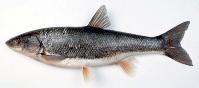 (Tribolodon Sauvage, 1883) Род Триболодоны, Дальневосточные краснопёрки